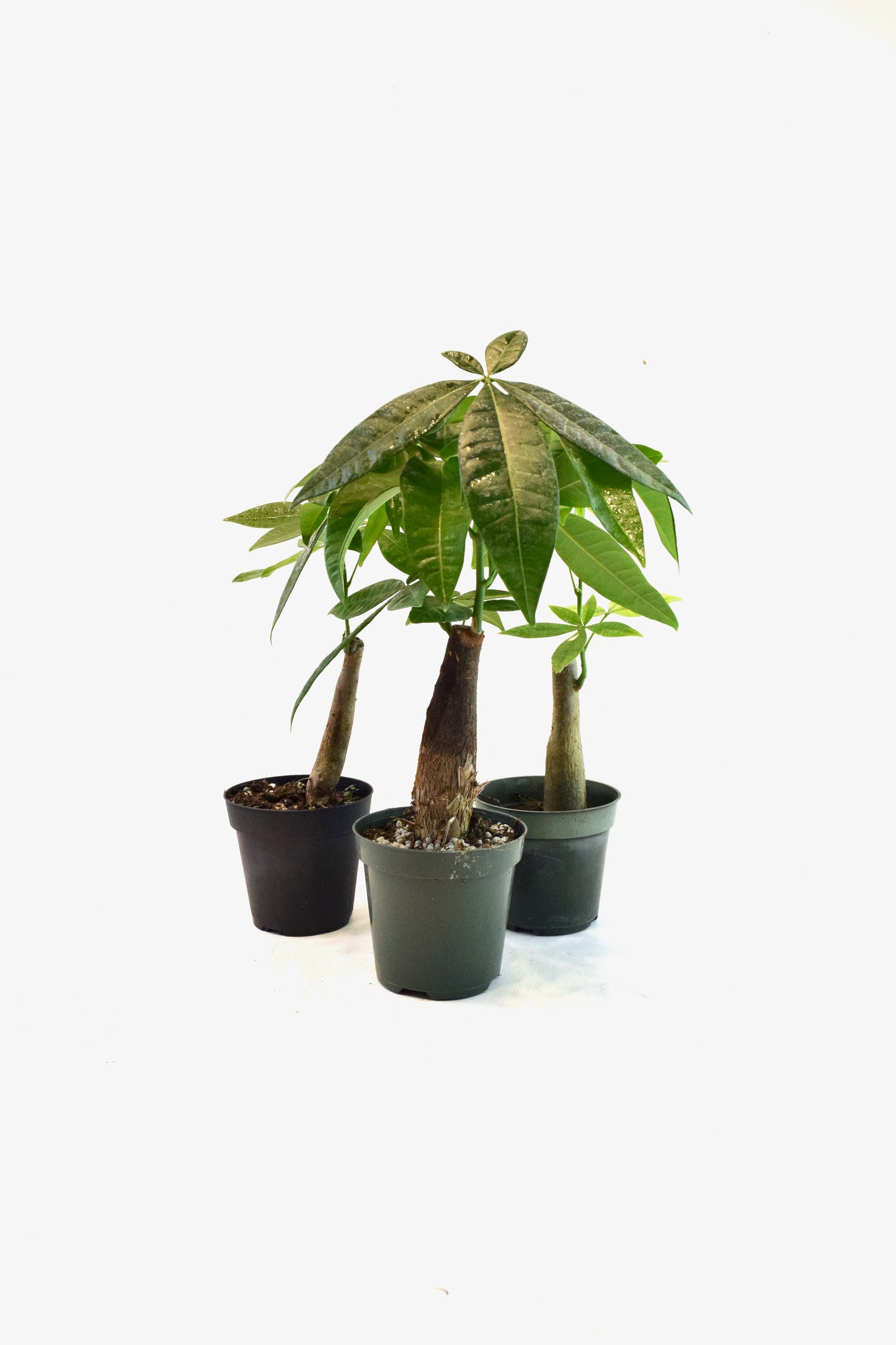 Money Tree Stump in a 4"grow pot