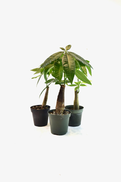 Money Tree Stump in a 4"grow pot