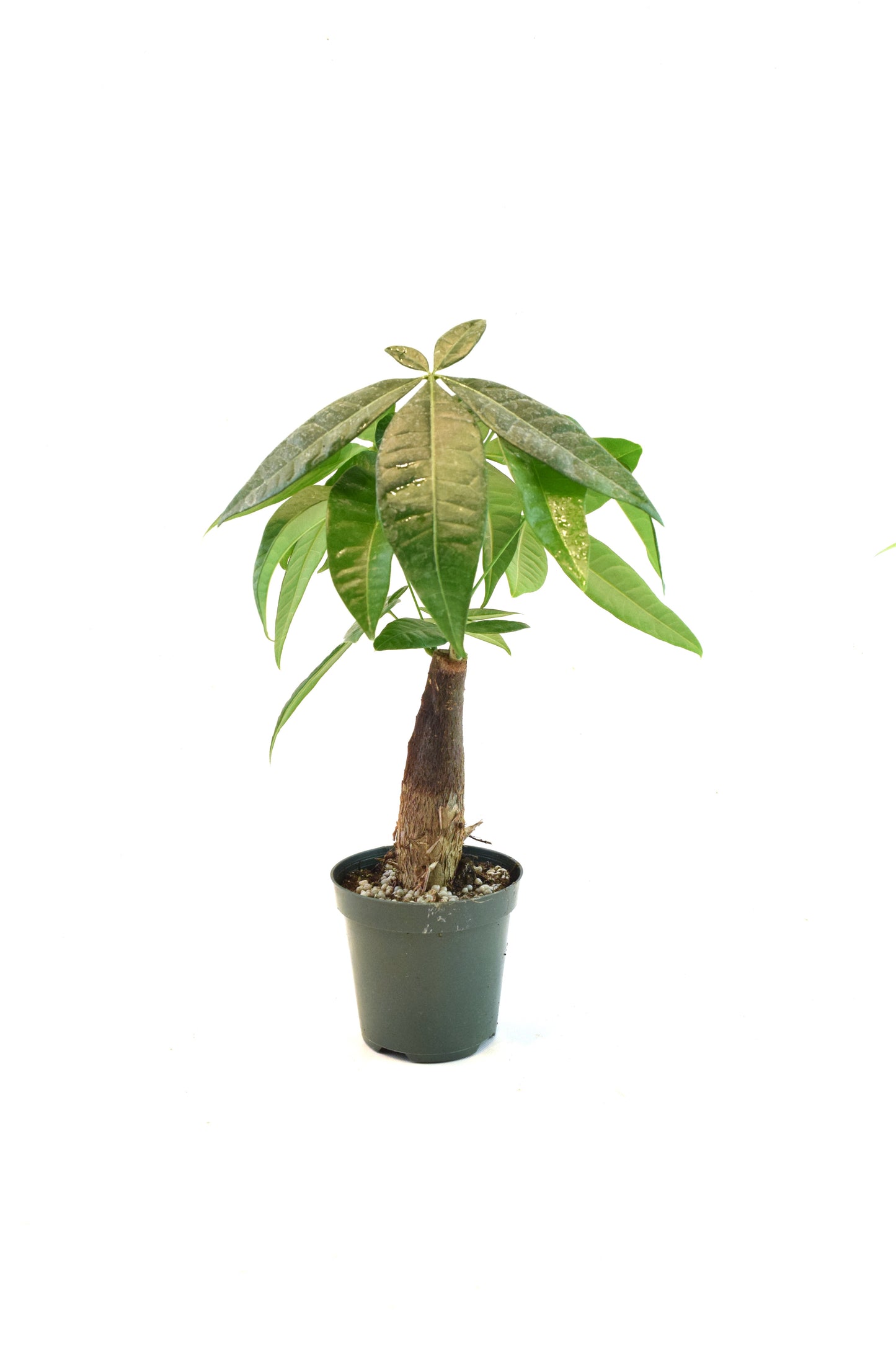Money Tree Stump in a 4"grow pot