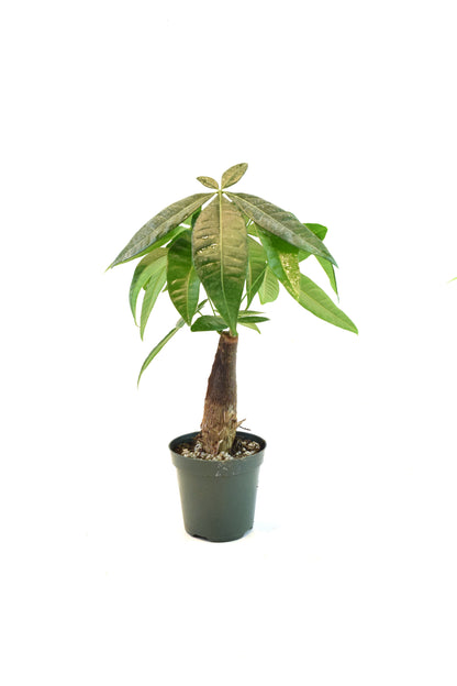 Money Tree Stump in a 4"grow pot