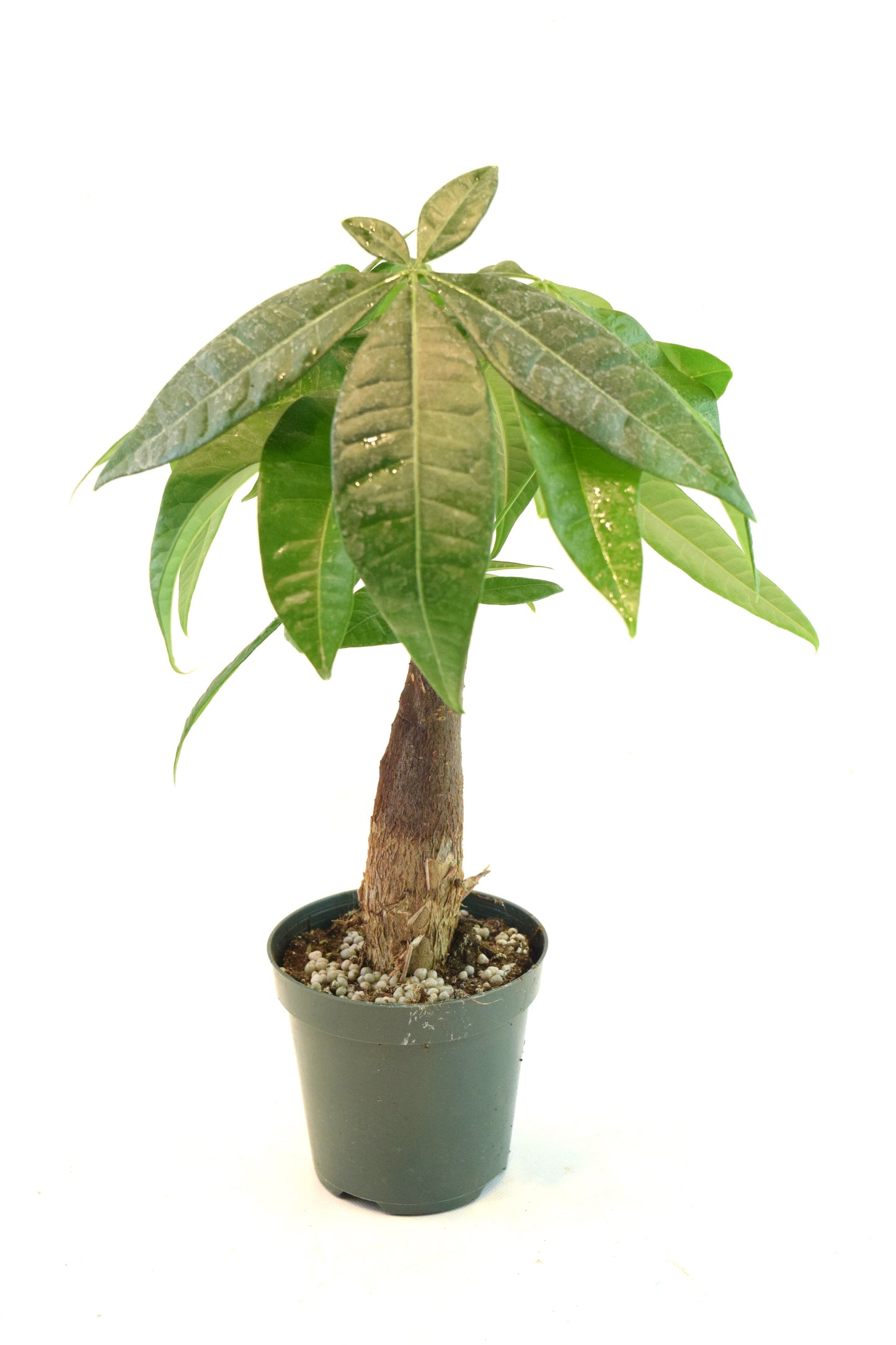 Money Tree Stump in a 4"grow pot