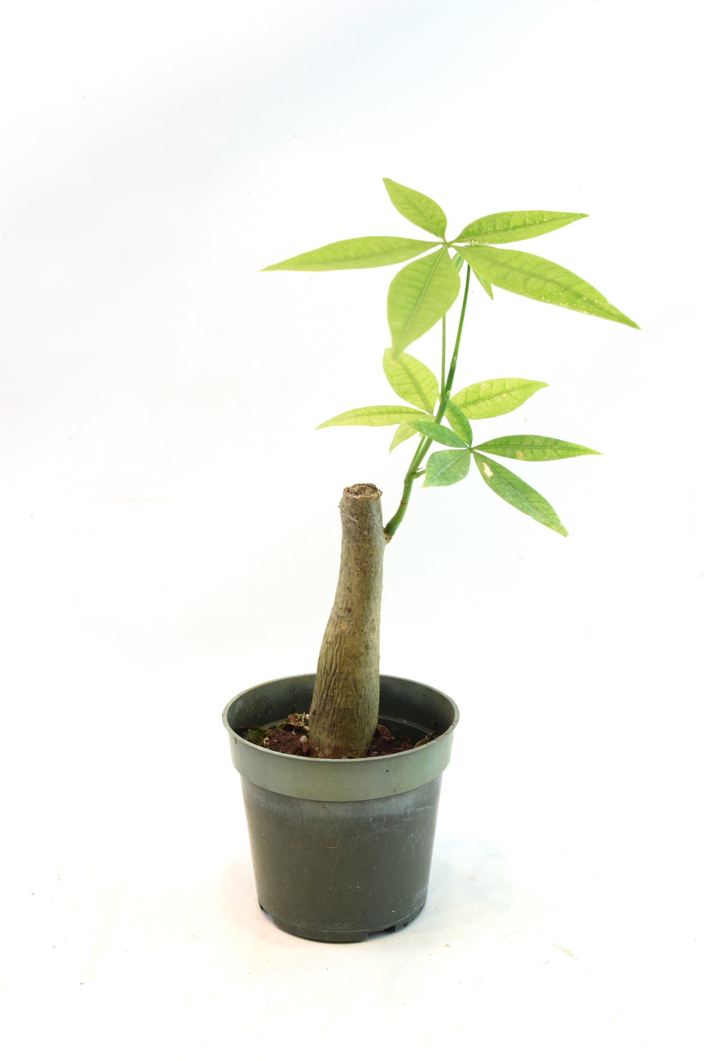 Money Tree Stump in a 4"grow pot