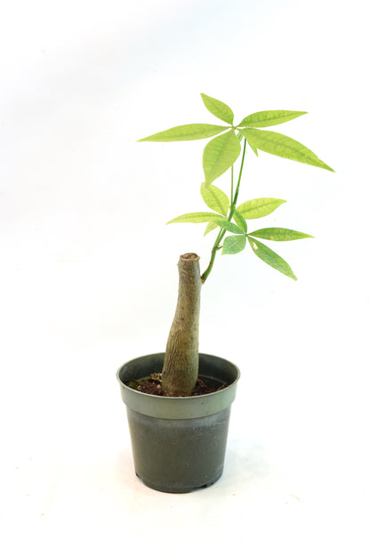 Money Tree Stump in a 4"grow pot
