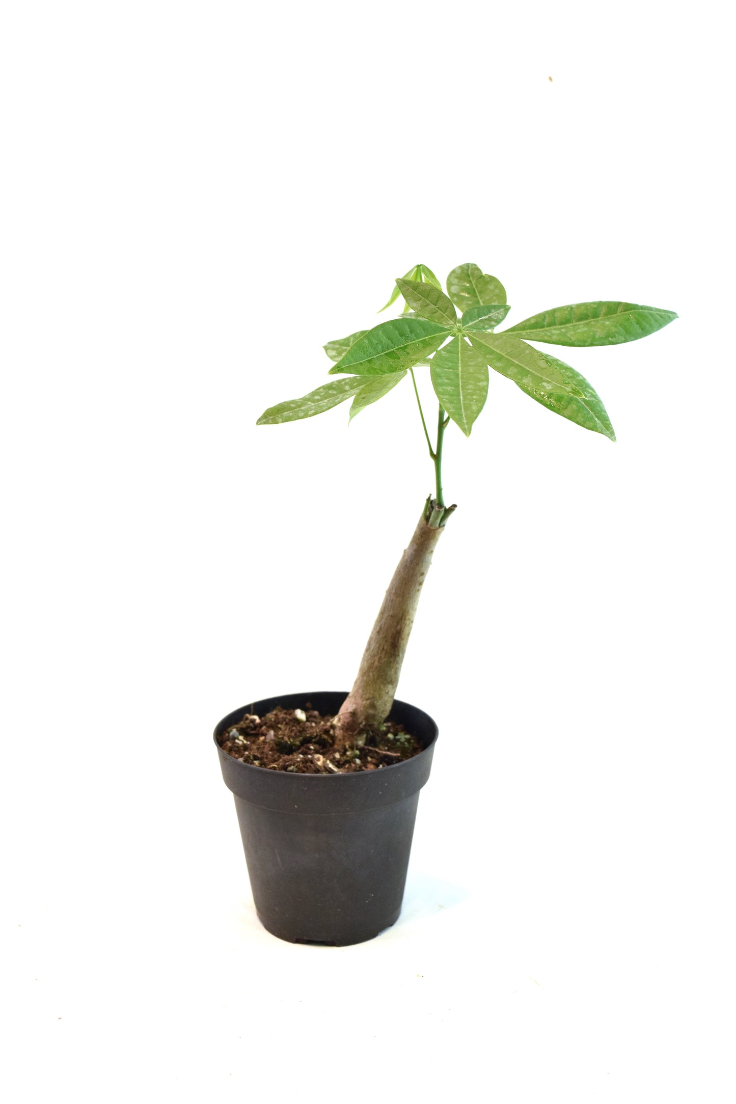 Money Tree Stump in a 4"grow pot