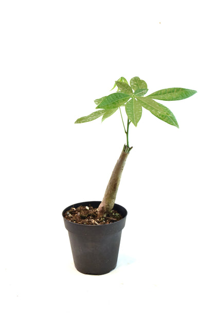 Money Tree Stump in a 4"grow pot