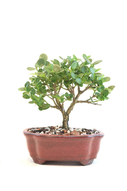 Natal Plum Bonsai Ceramic 6" Pot - One of a Kind Bonsai