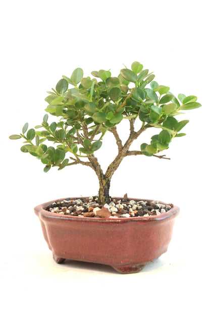 Natal Plum Bonsai Ceramic 6" Pot - One of a Kind Bonsai