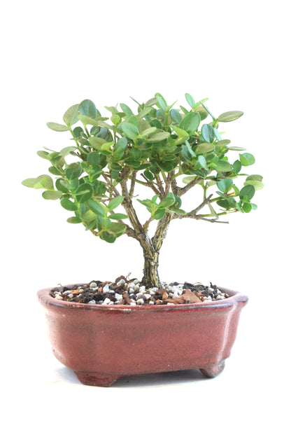 Natal Plum Bonsai Ceramic 6" Pot - One of a Kind Bonsai
