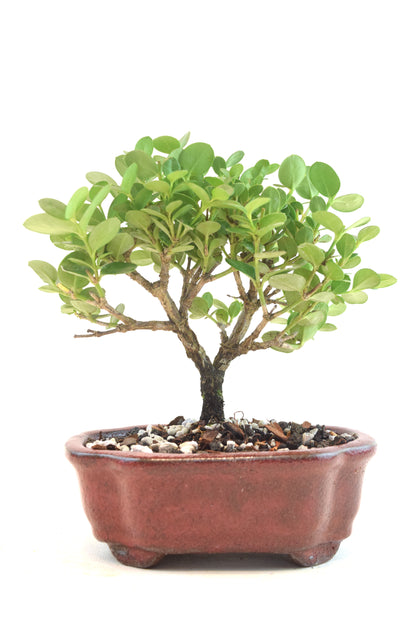 Natal Plum Bonsai Ceramic 6" Pot - One of a Kind Bonsai