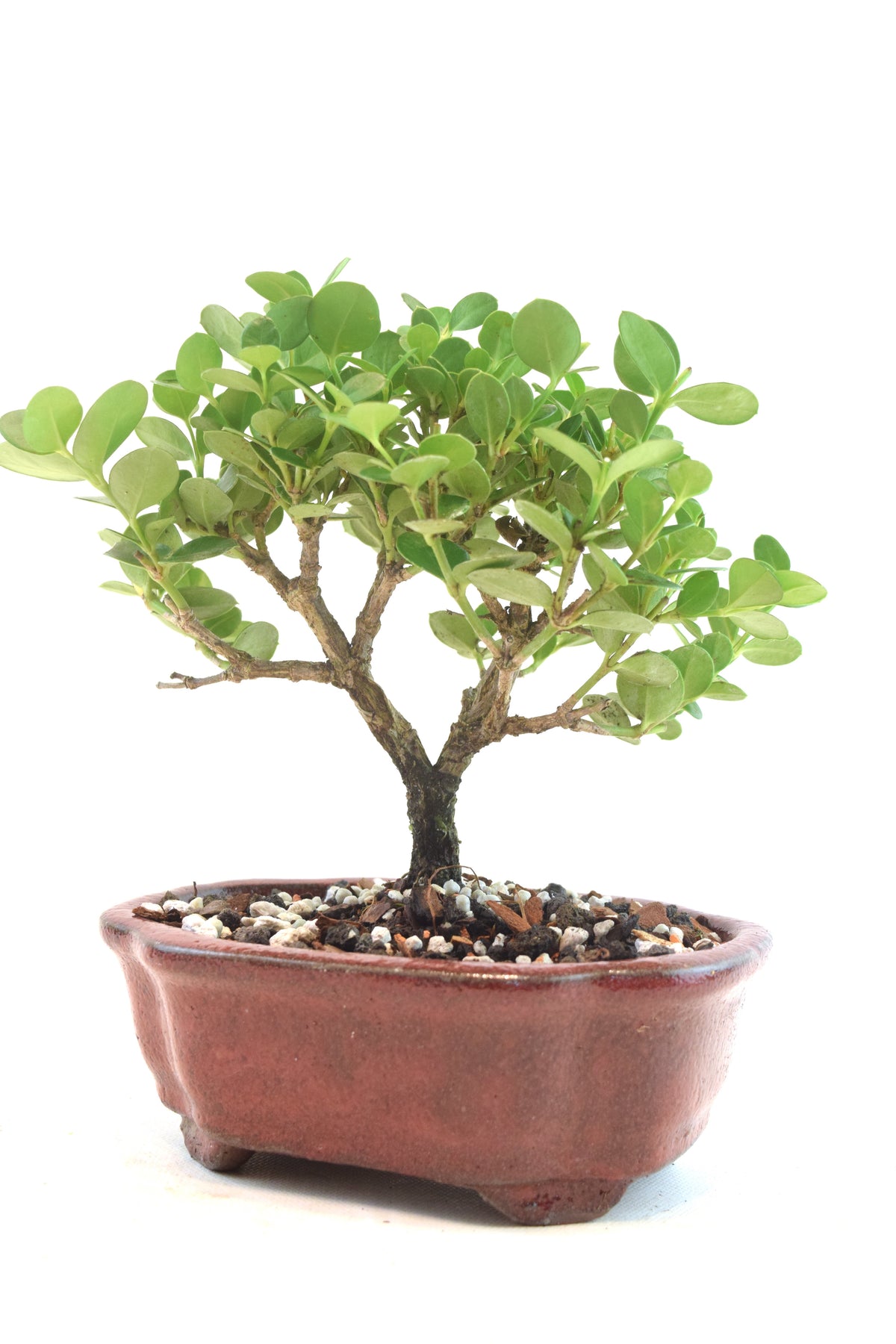 Natal Plum Bonsai Ceramic 6" Pot - One of a Kind Bonsai