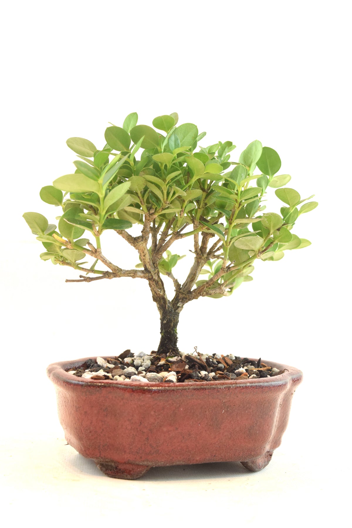 Natal Plum Bonsai Ceramic 6" Pot - One of a Kind Bonsai