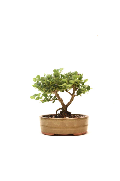 Natal Plum Bonsai Ceramic 6" Pot - One of a Kind Bonsai