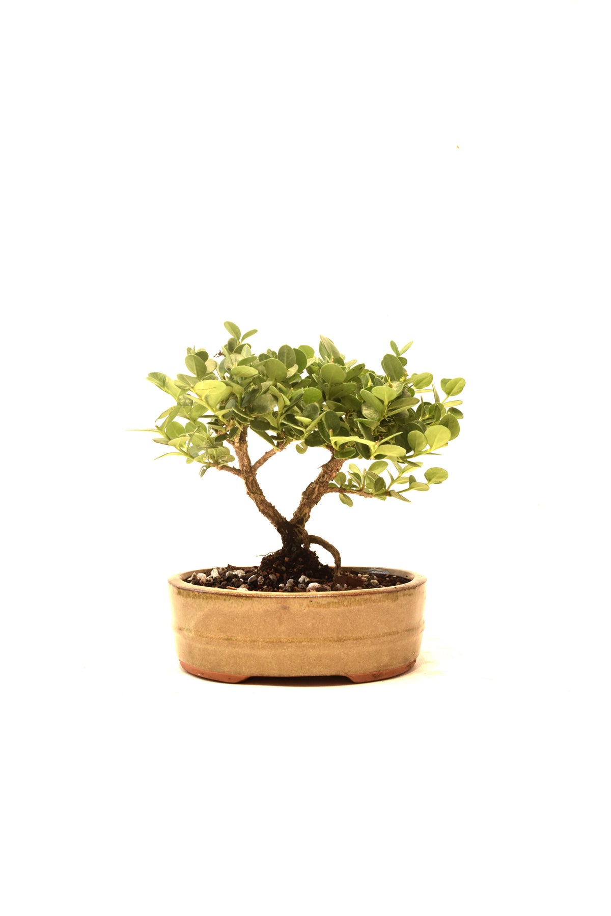 Natal Plum Bonsai Ceramic 6" Pot - One of a Kind Bonsai