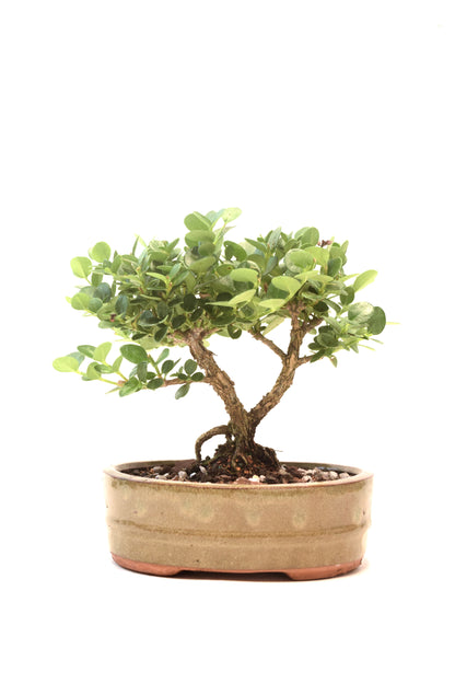 Natal Plum Bonsai Ceramic 6" Pot - One of a Kind Bonsai