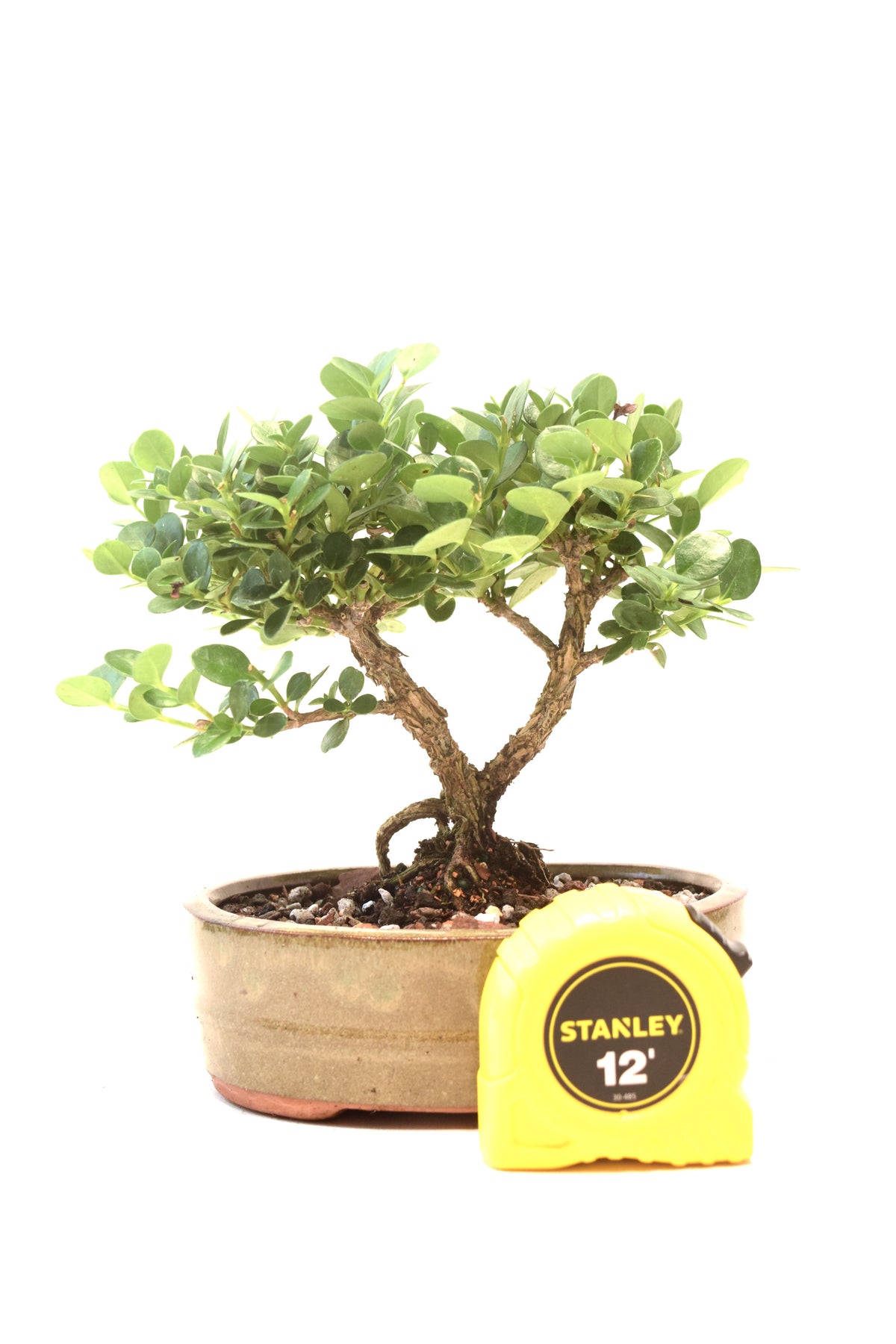 Natal Plum Bonsai Ceramic 6" Pot - One of a Kind Bonsai