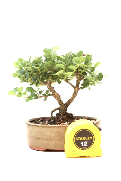 Natal Plum Bonsai Ceramic 6" Pot - One of a Kind Bonsai