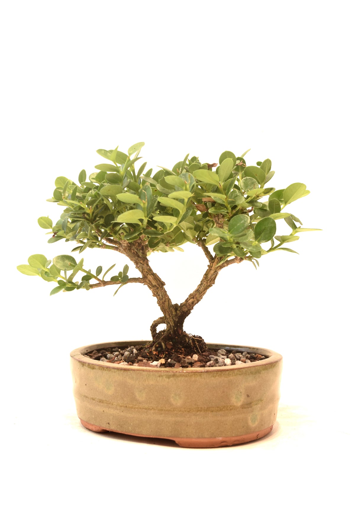 Natal Plum Bonsai Ceramic 6" Pot - One of a Kind Bonsai