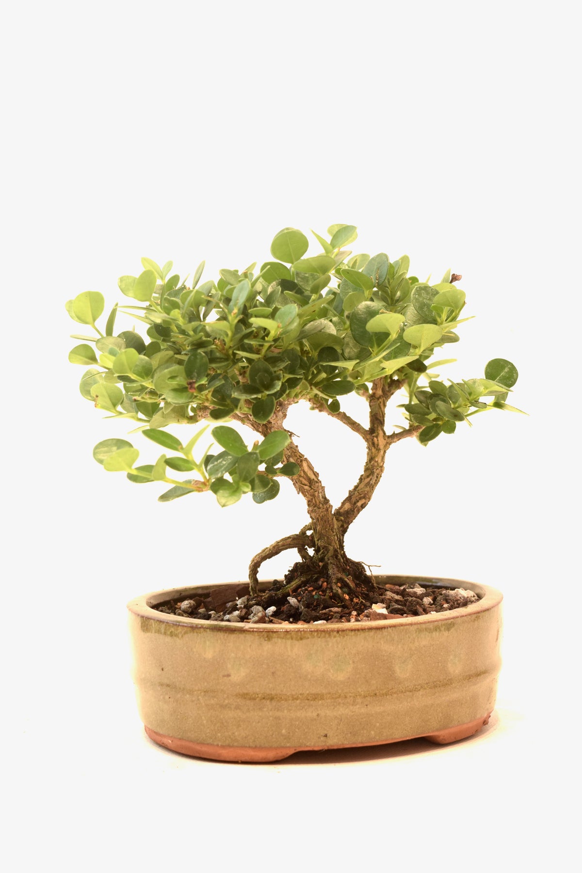 Natal Plum Bonsai Ceramic 6" Pot - One of a Kind Bonsai