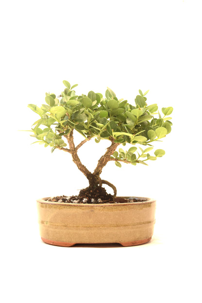 Natal Plum Bonsai Ceramic 6" Pot - One of a Kind Bonsai