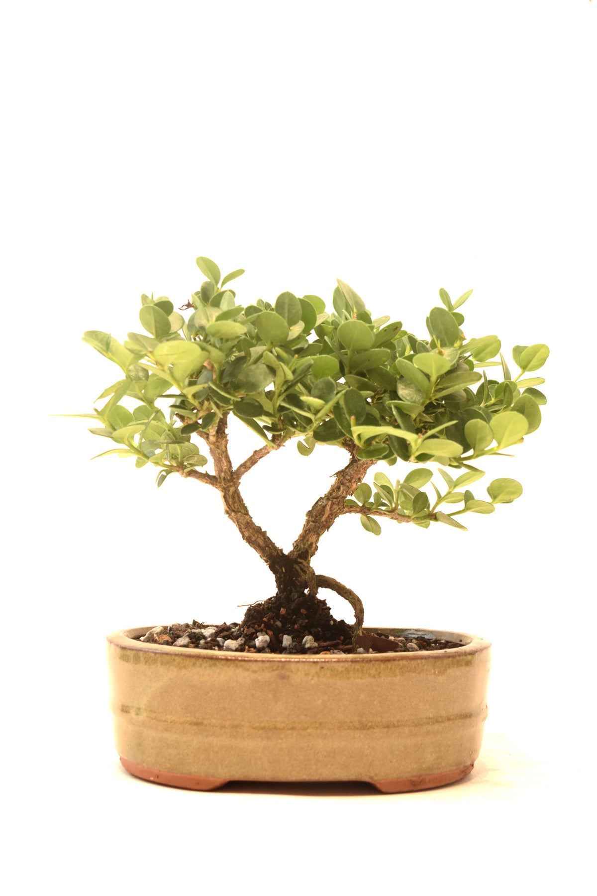 Natal Plum Bonsai Ceramic 6" Pot - One of a Kind Bonsai