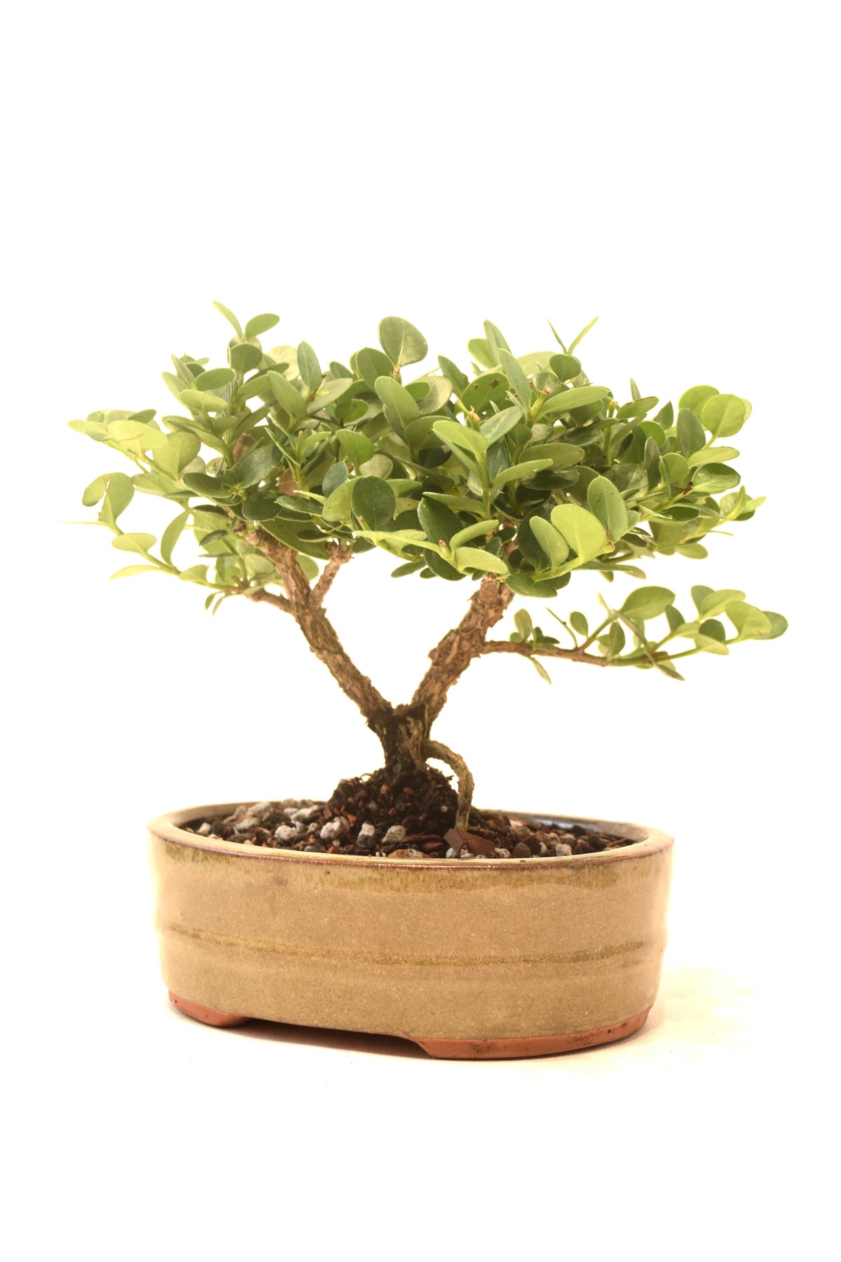 Natal Plum Bonsai Ceramic 6" Pot - One of a Kind Bonsai