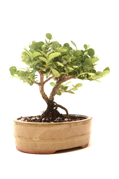 Natal Plum Bonsai Ceramic 6" Pot - One of a Kind Bonsai