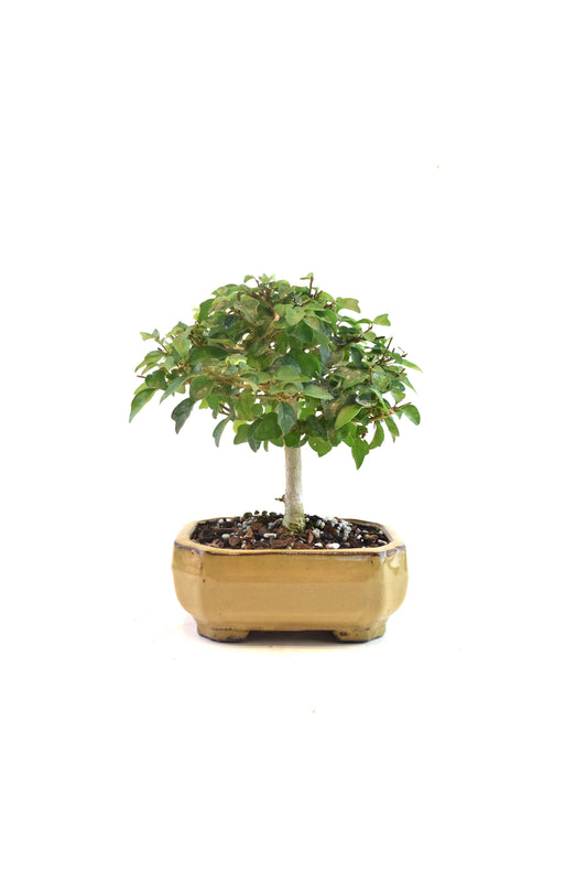 Parrots Beak Bonsai Tree in 6" Pot - One of a Kind Bonsai