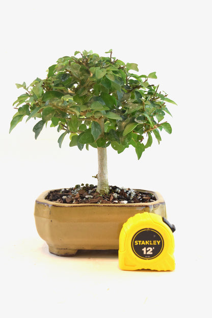 Parrots Beak Bonsai Tree in 6" Pot - One of a Kind Bonsai