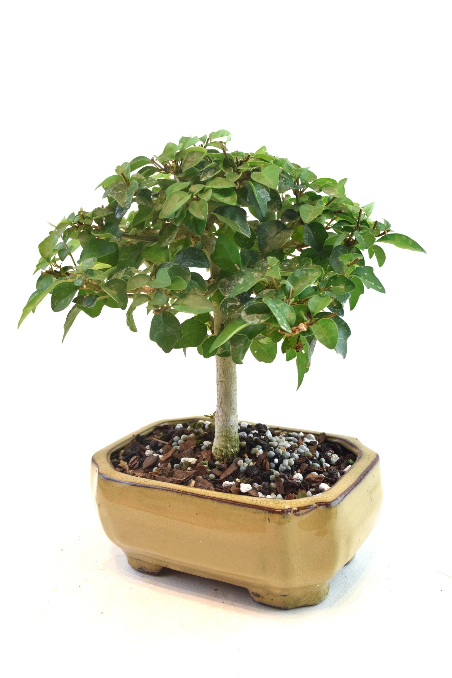 Parrots Beak Bonsai Tree in 6" Pot - One of a Kind Bonsai