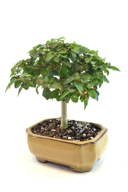 Parrots Beak Bonsai Tree in 6" Pot - One of a Kind Bonsai