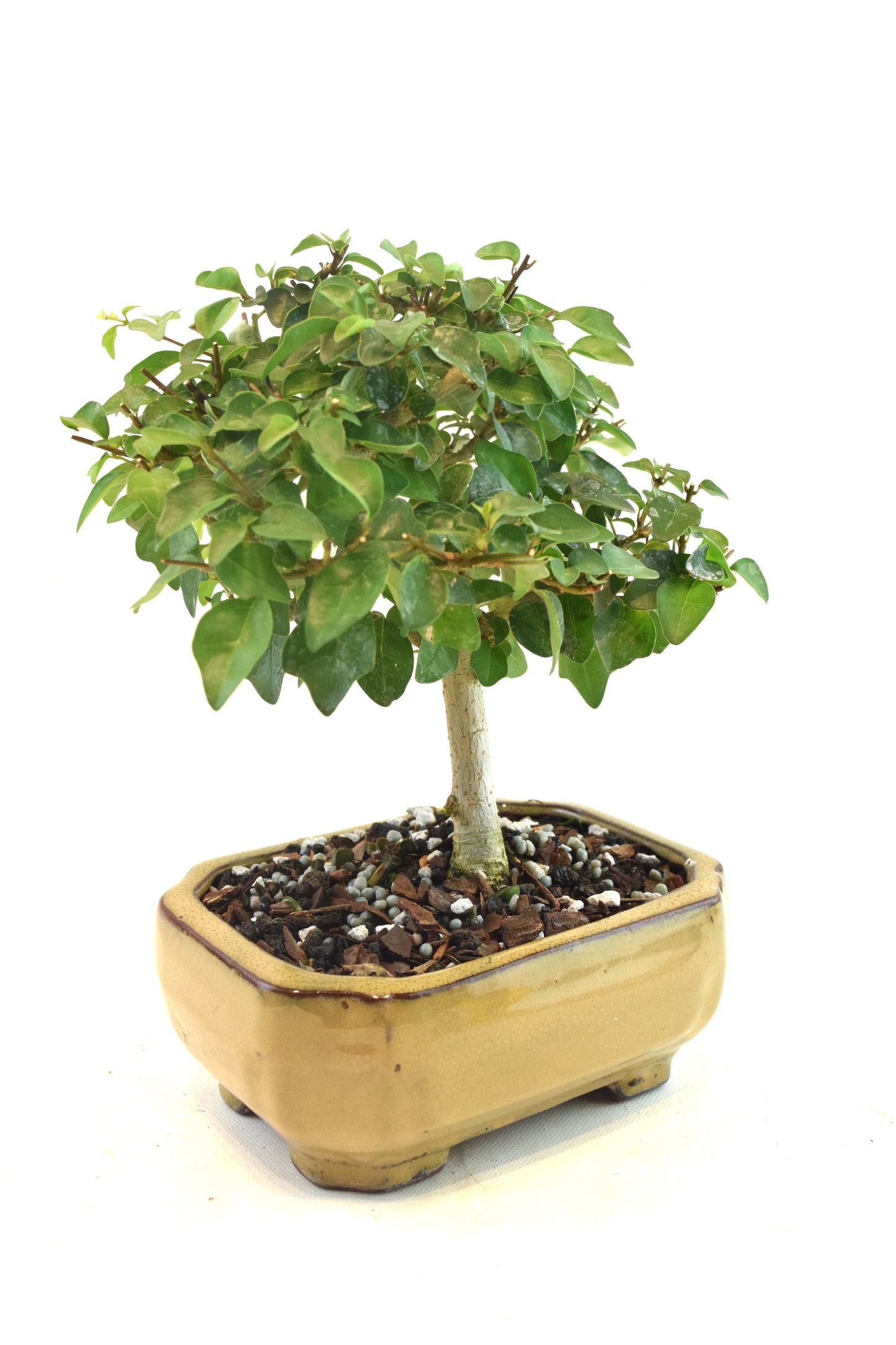 Parrots Beak Bonsai Tree in 6" Pot - One of a Kind Bonsai