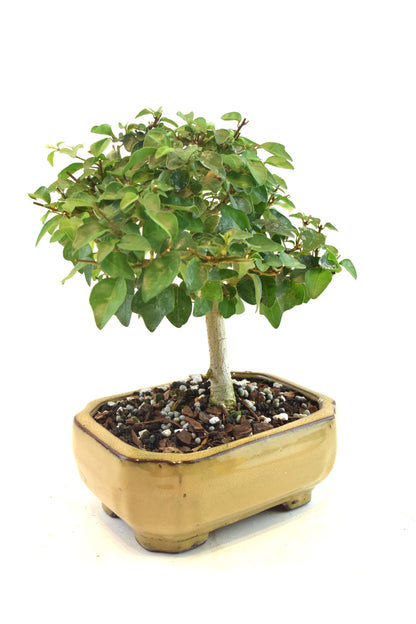 Parrots Beak Bonsai Tree in 6" Pot - One of a Kind Bonsai