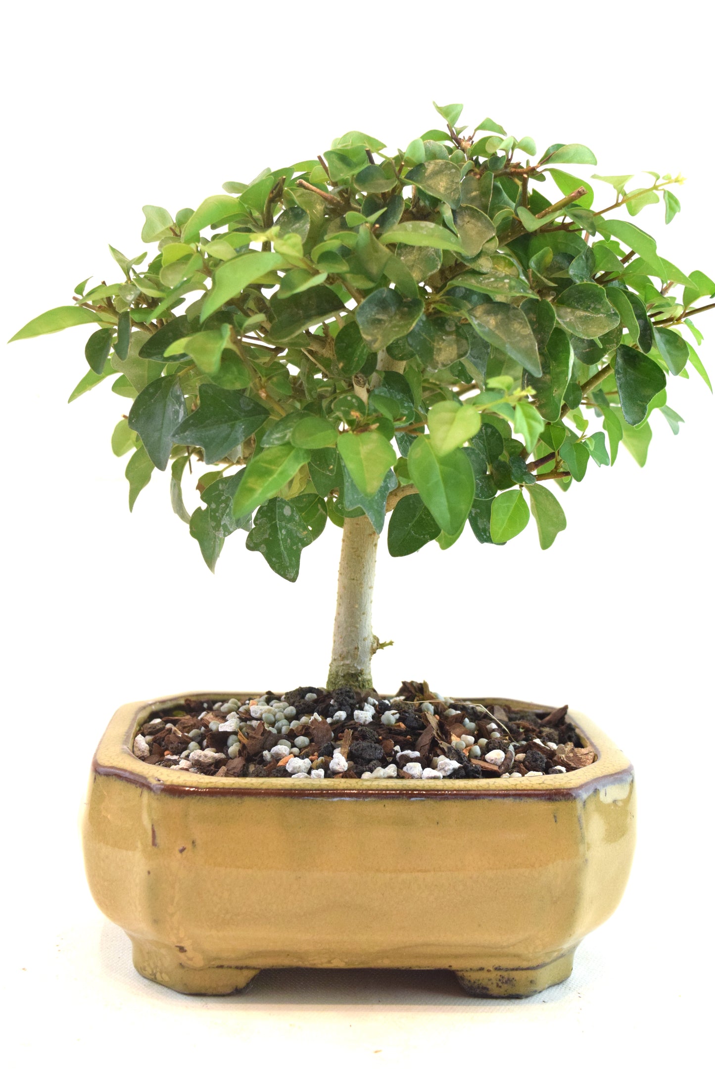 Parrots Beak Bonsai Tree in 6" Pot - One of a Kind Bonsai