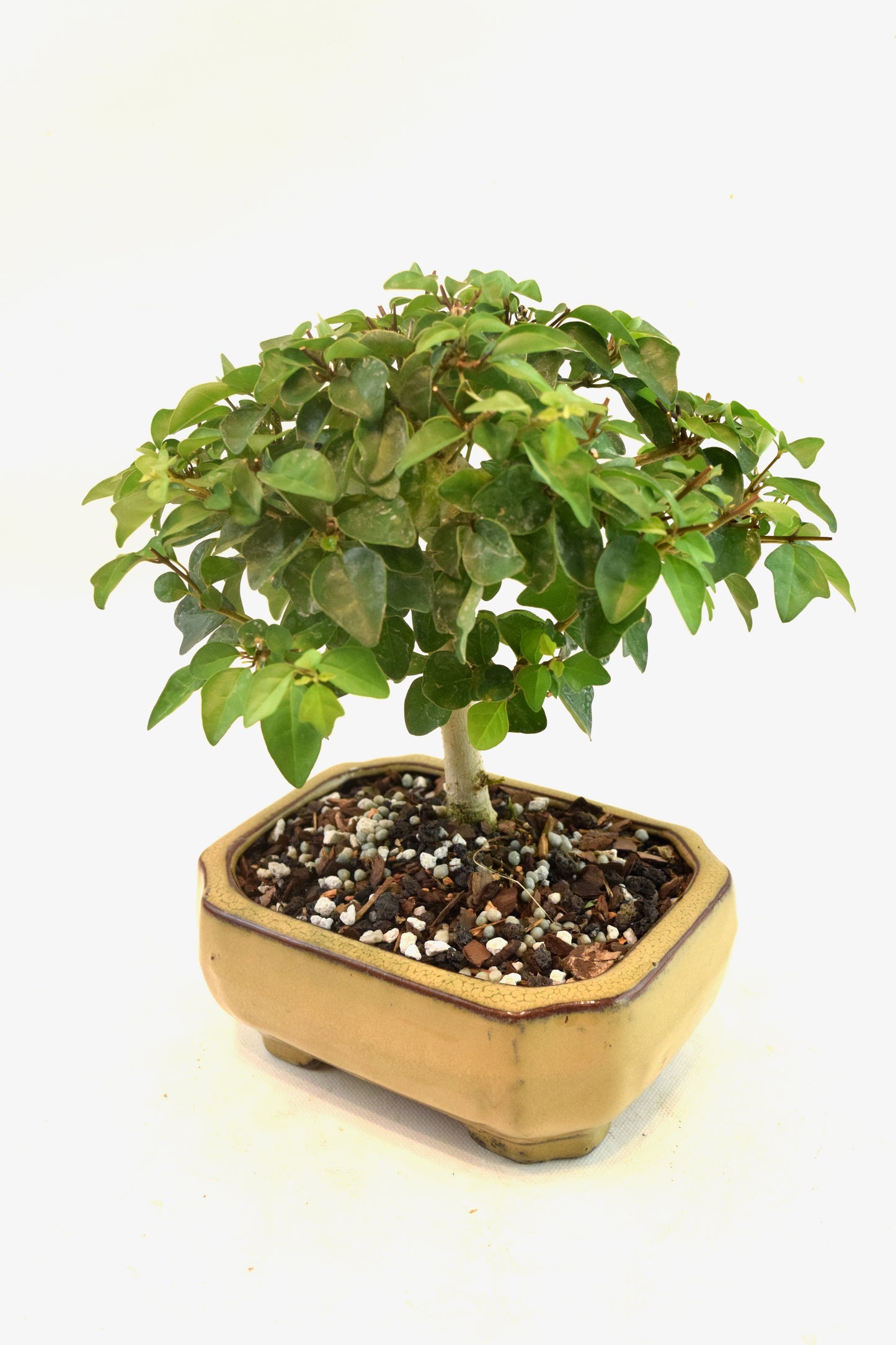 Parrots Beak Bonsai Tree in 6" Pot - One of a Kind Bonsai