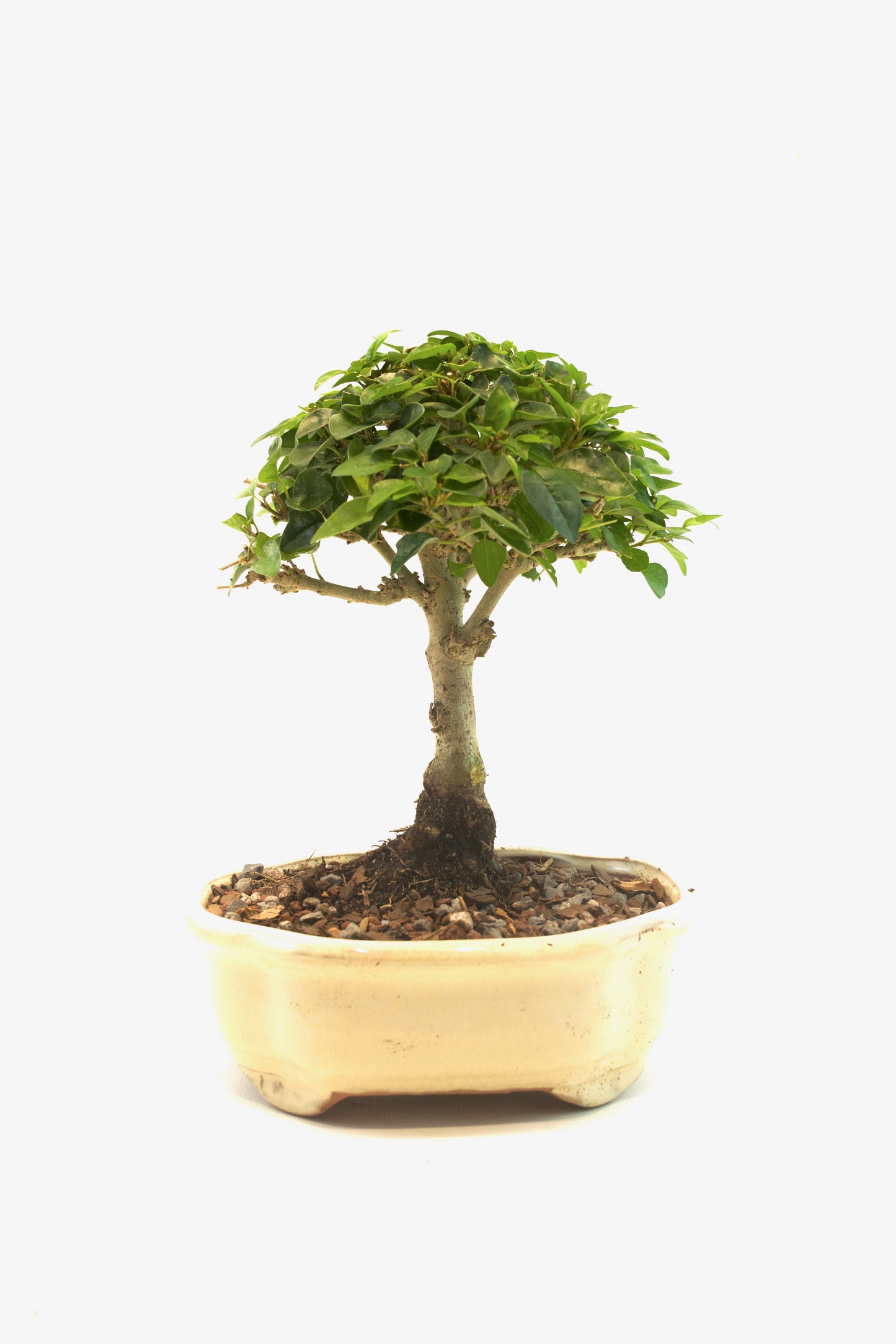 Parrots Beak Bonsai Tree in 6" Pot - One of a Kind Bonsai