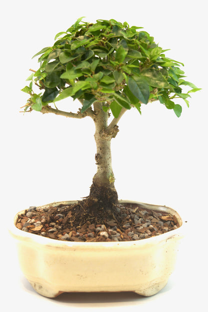 Parrots Beak Bonsai Tree in 6" Pot - One of a Kind Bonsai