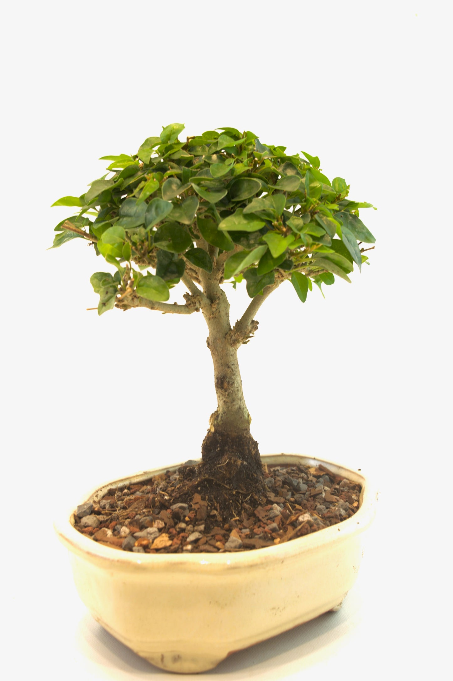 Parrots Beak Bonsai Tree in 6" Pot - One of a Kind Bonsai