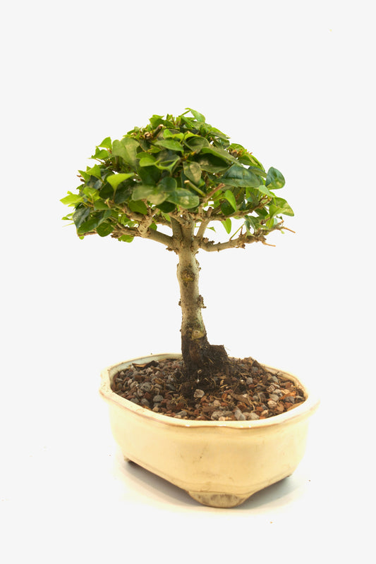 Parrots Beak Bonsai Tree in 6" Pot - One of a Kind Bonsai