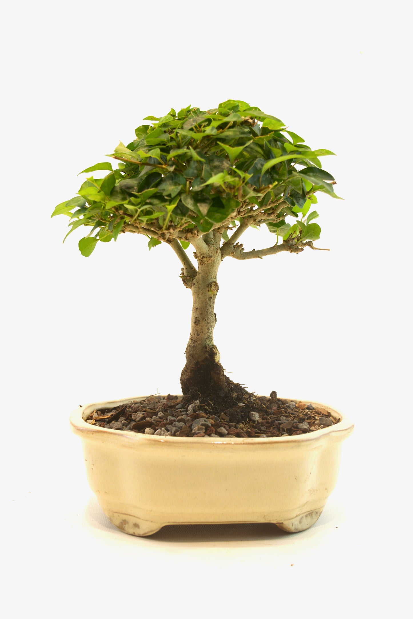 Parrots Beak Bonsai Tree in 6" Pot - One of a Kind Bonsai