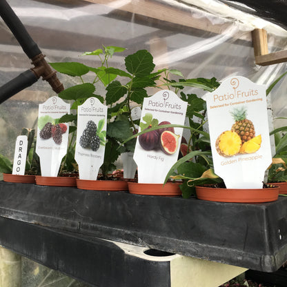 Patio Fruits – 4" Starter Fruit Plants