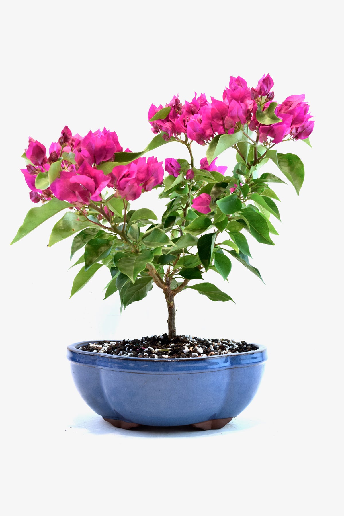Pink Bougainvillea Bonsai Tree in 10" Pot - One of a Kind Bonsai
