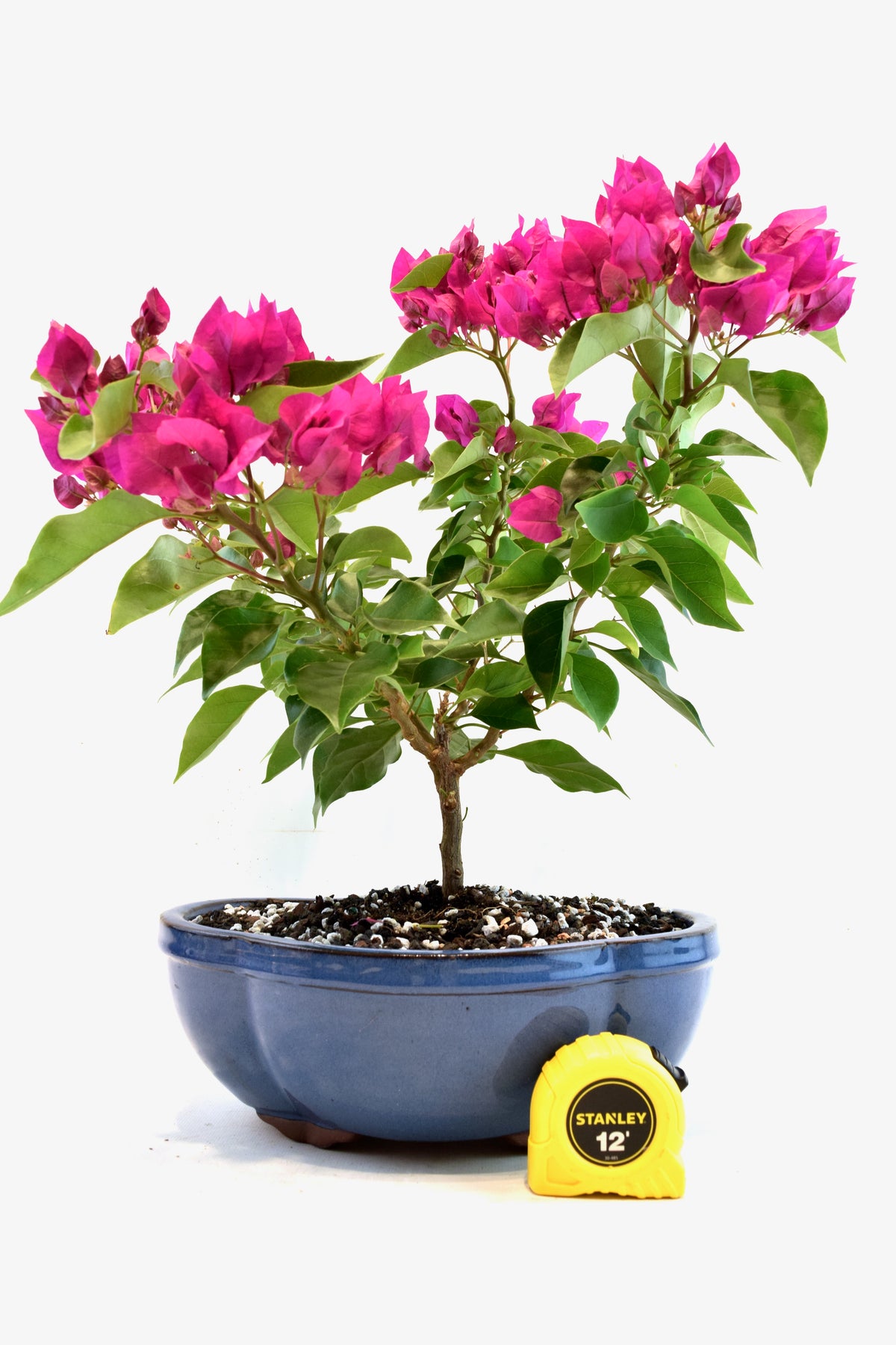 Pink Bougainvillea Bonsai Tree in 10" Pot - One of a Kind Bonsai