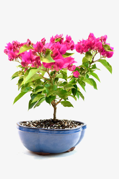 Pink Bougainvillea Bonsai Tree in 10" Pot - One of a Kind Bonsai