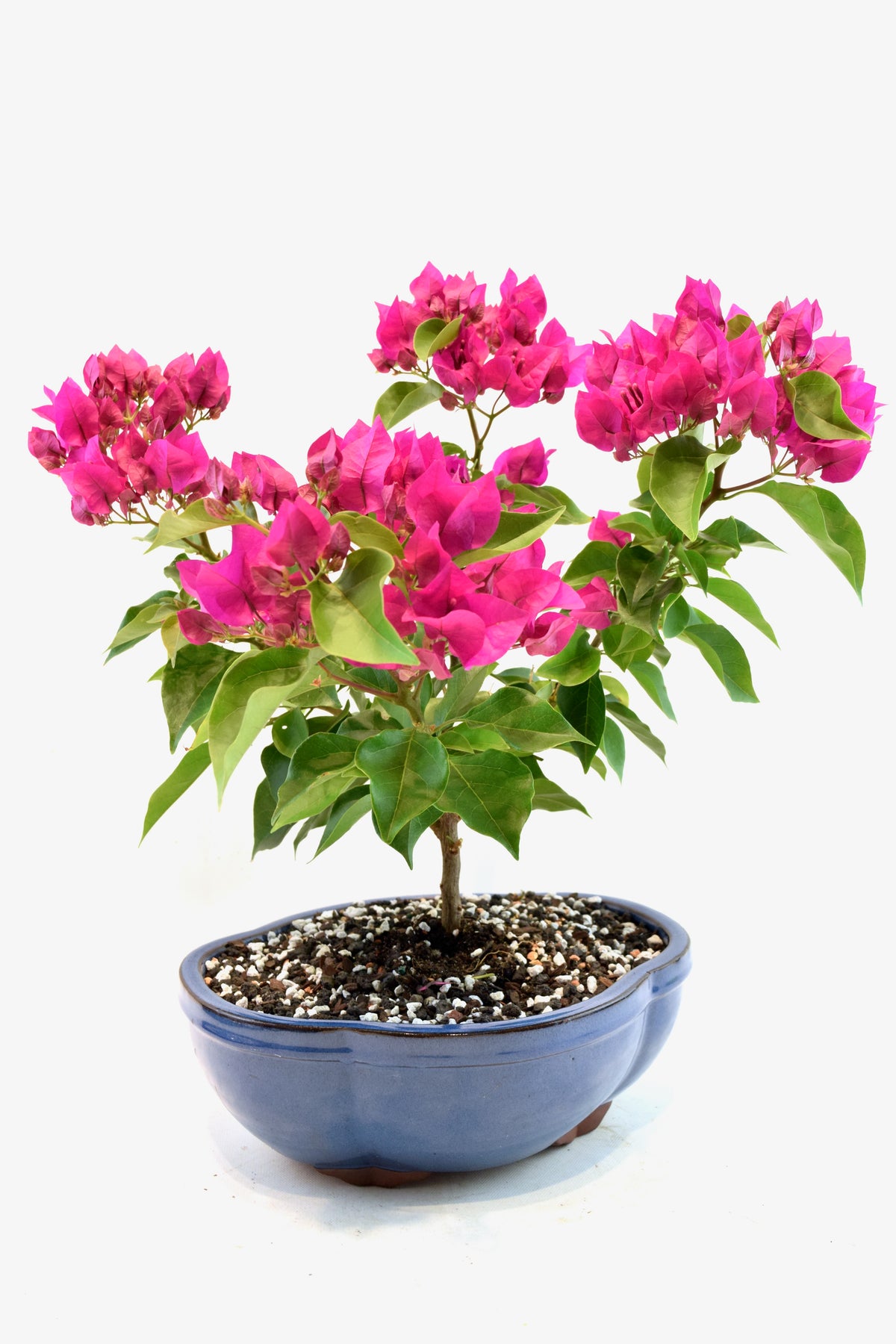 Pink Bougainvillea Bonsai Tree in 10" Pot - One of a Kind Bonsai