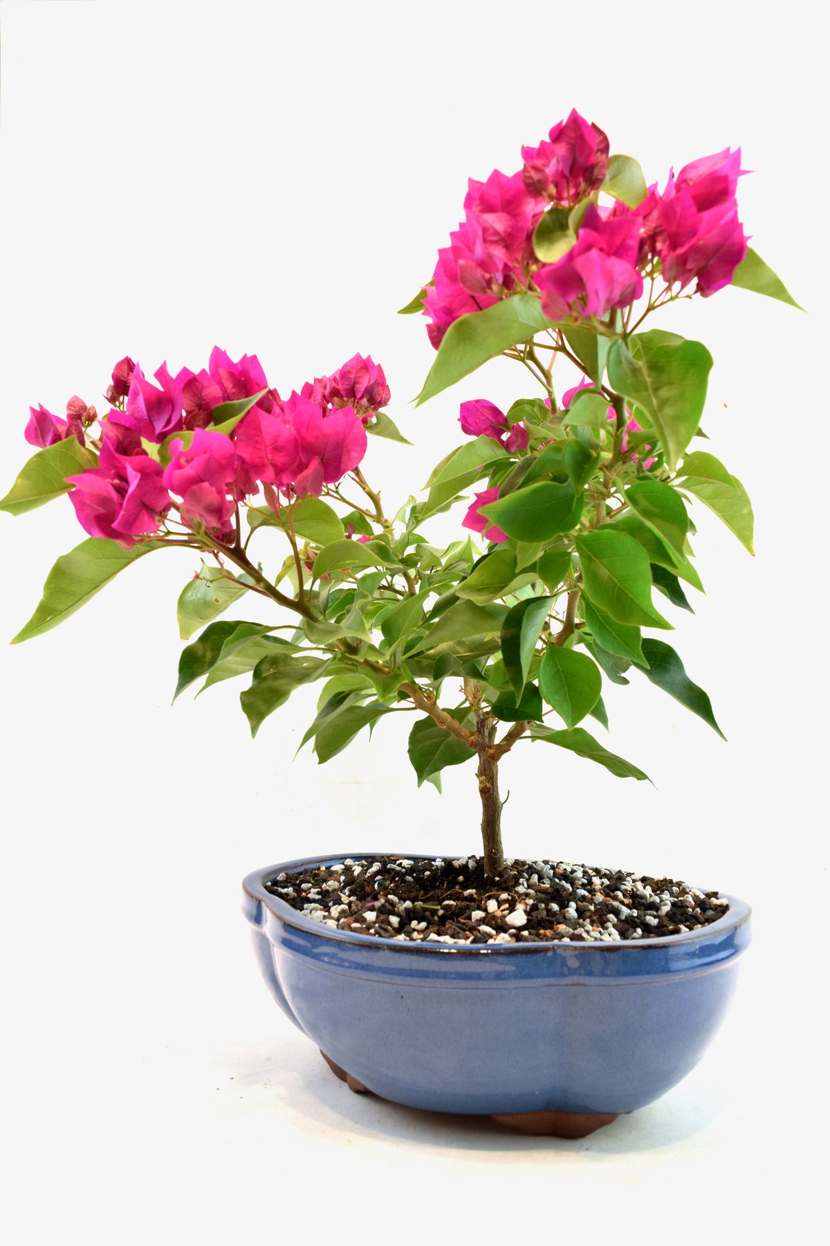 Pink Bougainvillea Bonsai Tree in 10" Pot - One of a Kind Bonsai