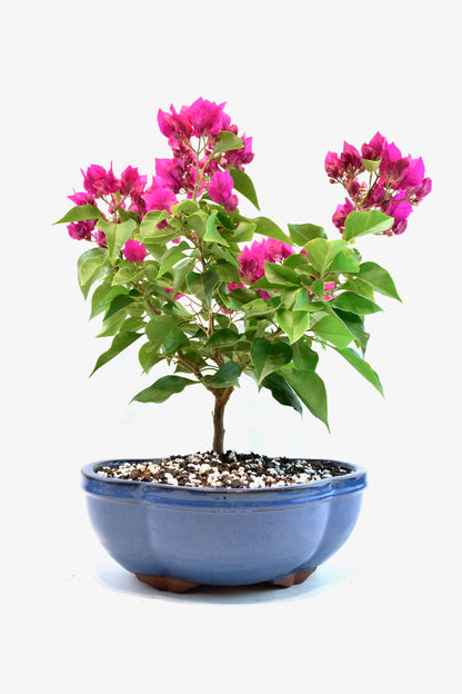 Pink Bougainvillea Bonsai Tree in 10" Pot - One of a Kind Bonsai