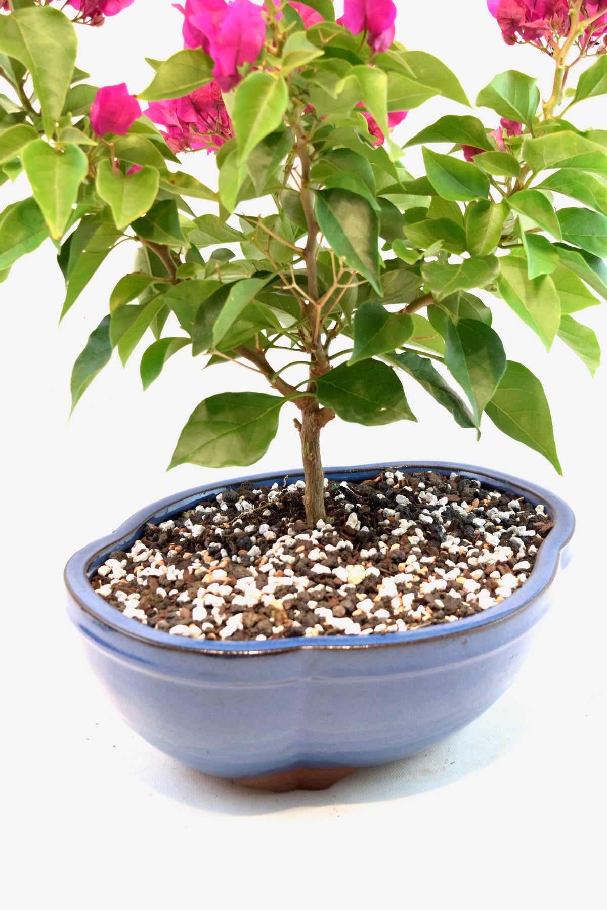 Pink Bougainvillea Bonsai Tree in 10" Pot - One of a Kind Bonsai