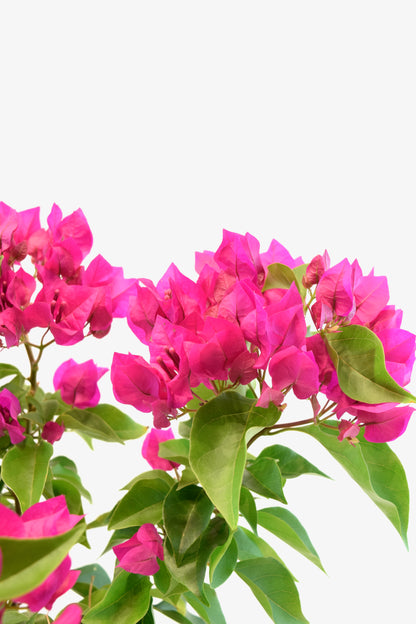 Pink Bougainvillea Bonsai Tree in 10" Pot - One of a Kind Bonsai