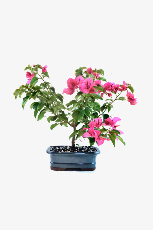 Pink Bougainvillea Bonsai Tree in 7.5" Pot - One of a Kind Bonsai