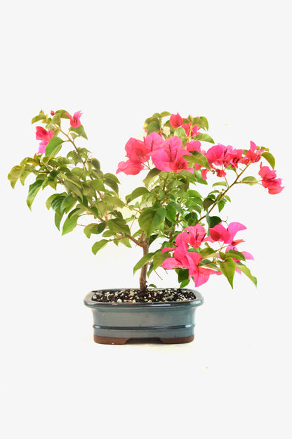Pink Bougainvillea Bonsai Tree in 7.5" Pot - One of a Kind Bonsai
